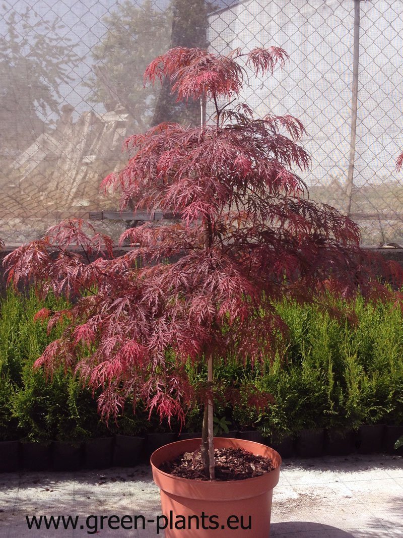 Японски клен Dissectum Garnet (Acer palmatum Dissectum Garnet)