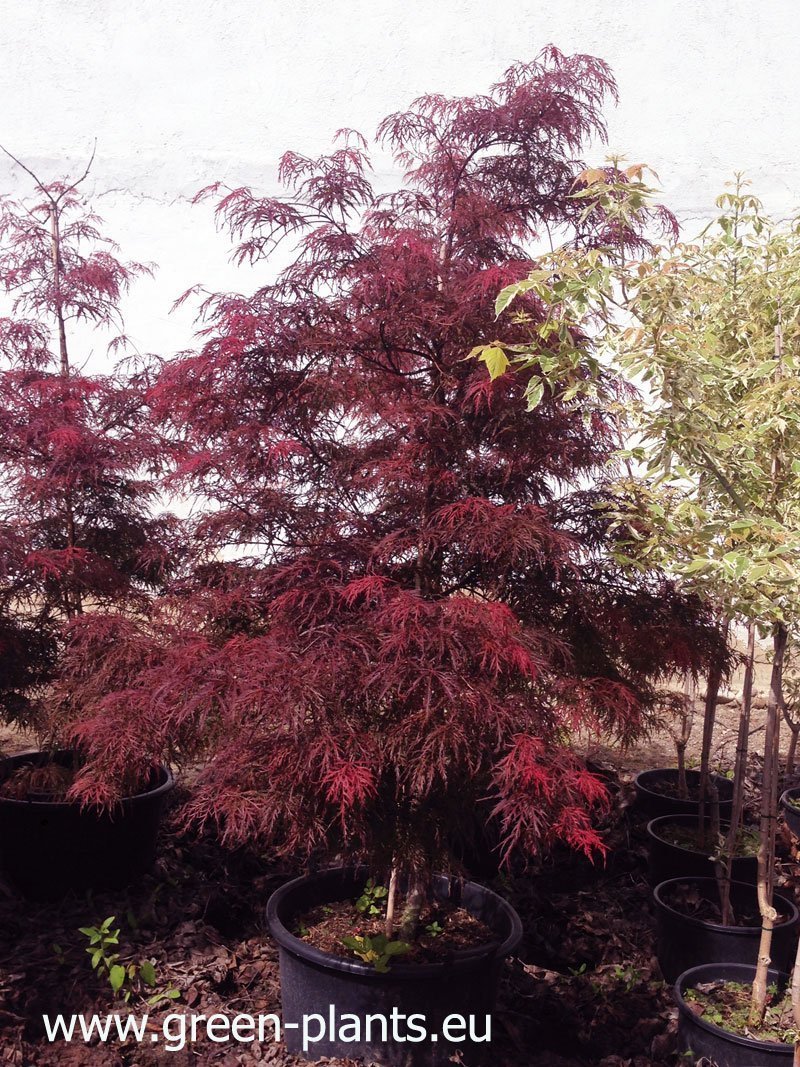 Японски клен Dissectum Garnet (Acer palmatum Dissectum Garnet) - Image 6