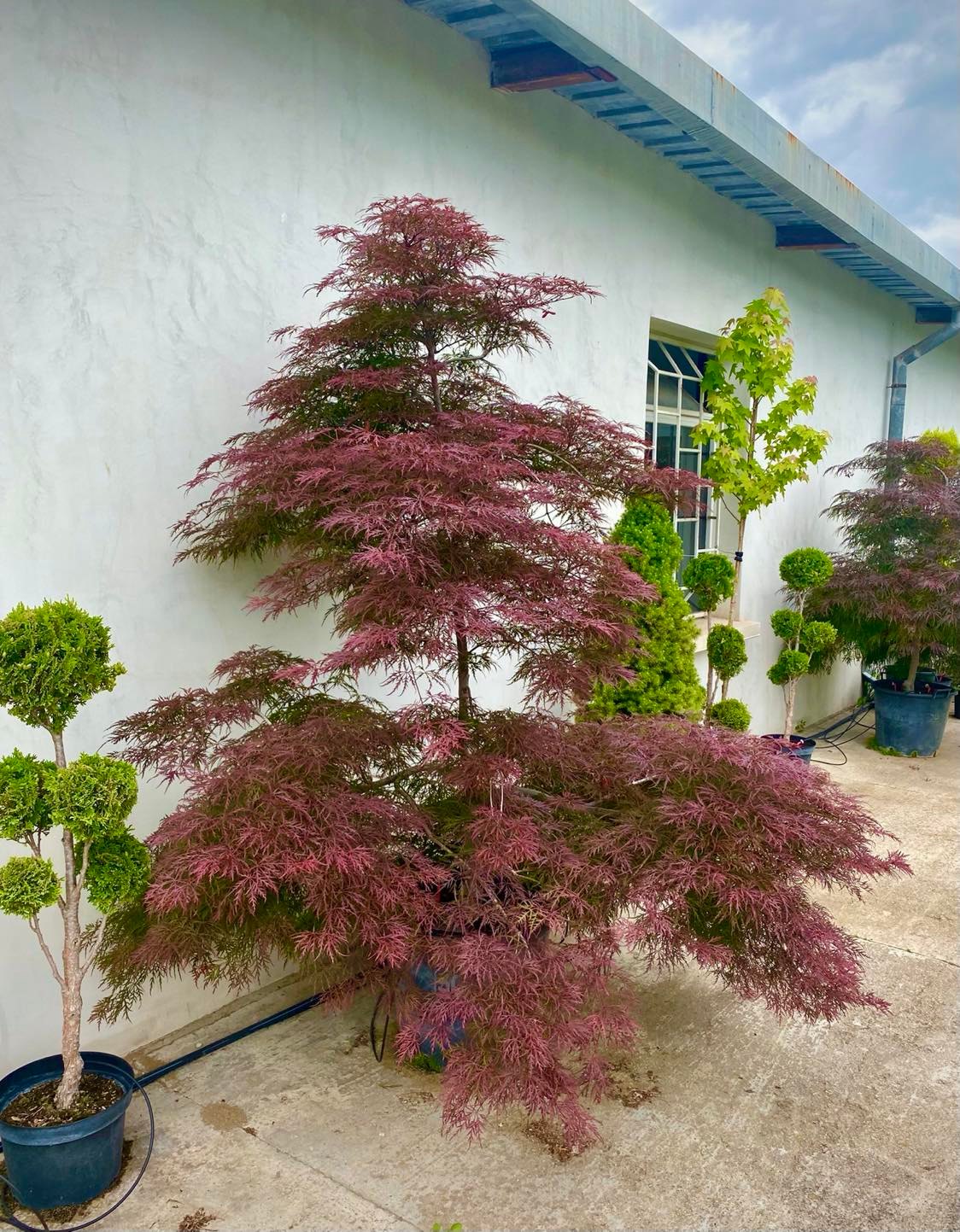 Японски клен Dissectum Garnet (Acer palmatum Dissectum Garnet) - Image 7
