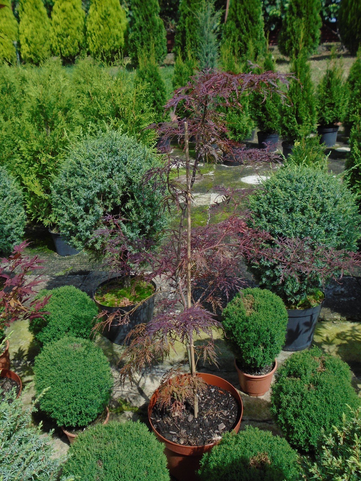 Японски клен Dissectum Garnet (Acer palmatum Dissectum Garnet) - Image 5
