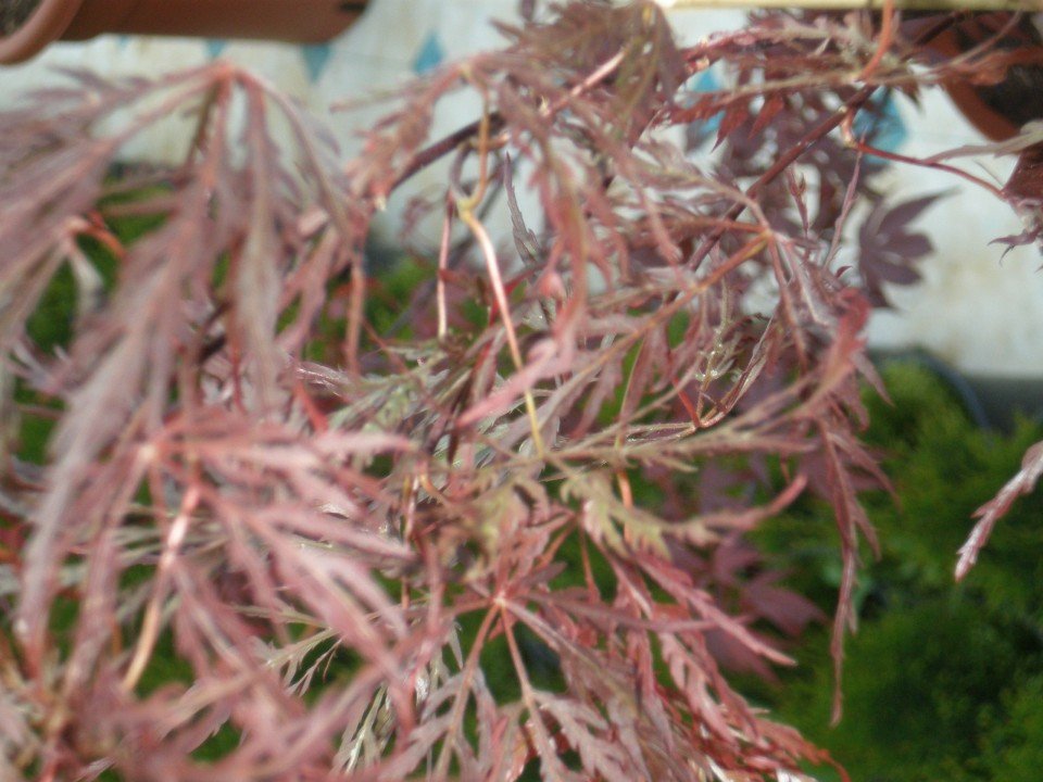 Японски клен Dissectum Garnet (Acer palmatum Dissectum Garnet) - Image 2