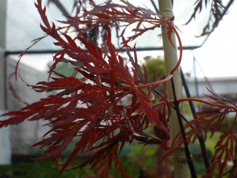 Японски клен Dissectum Garnet (Acer palmatum Dissectum Garnet) - Image 3