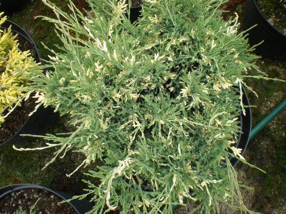 Юниперус Хоризонталис Вариегата (Juniperus Horisontalis Variegata) - Image 2