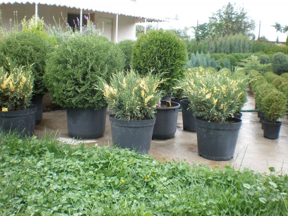 Юниперус Хоризонталис Вариегата (Juniperus Horisontalis Variegata) - Image 3