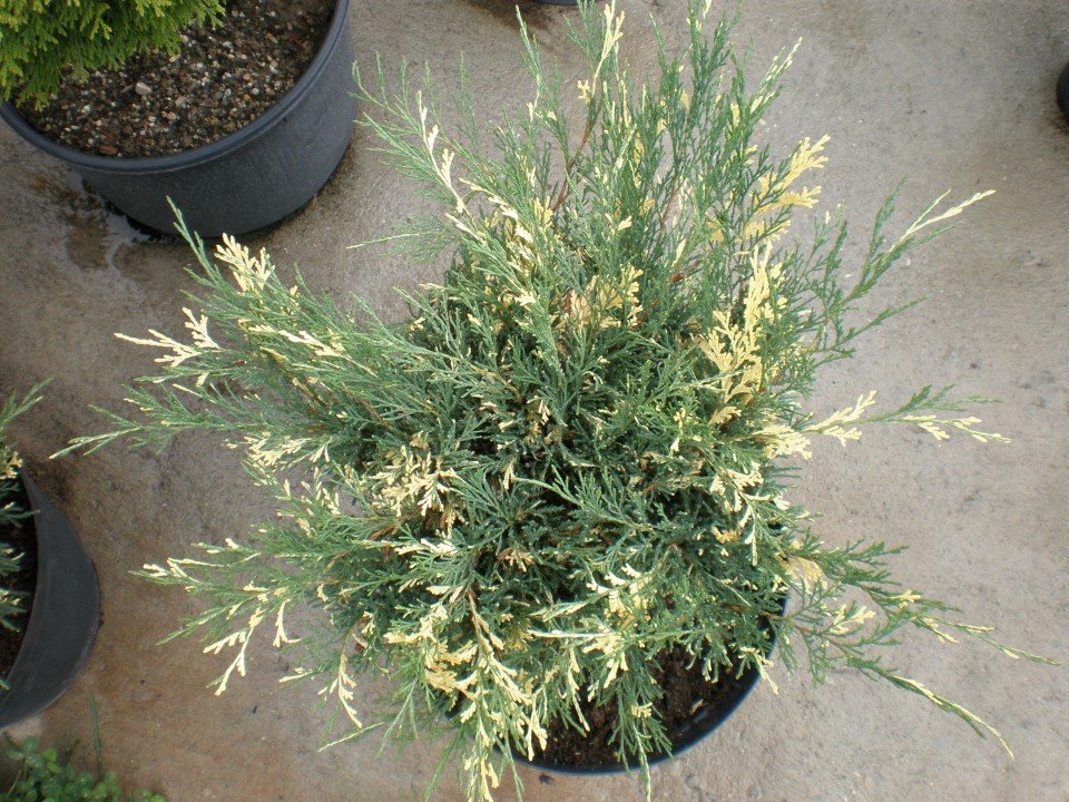 Юниперус Хоризонталис Вариегата (Juniperus Horisontalis Variegata)