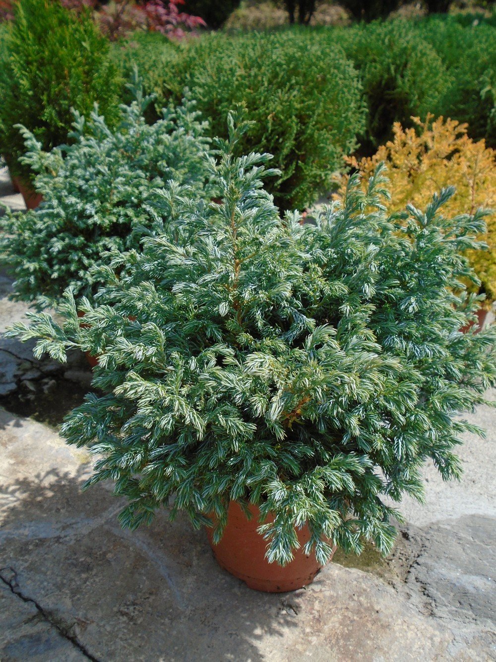 Лъжекипарис Булевард (Chamaecyparis pisifera Boulevard) - Image 2