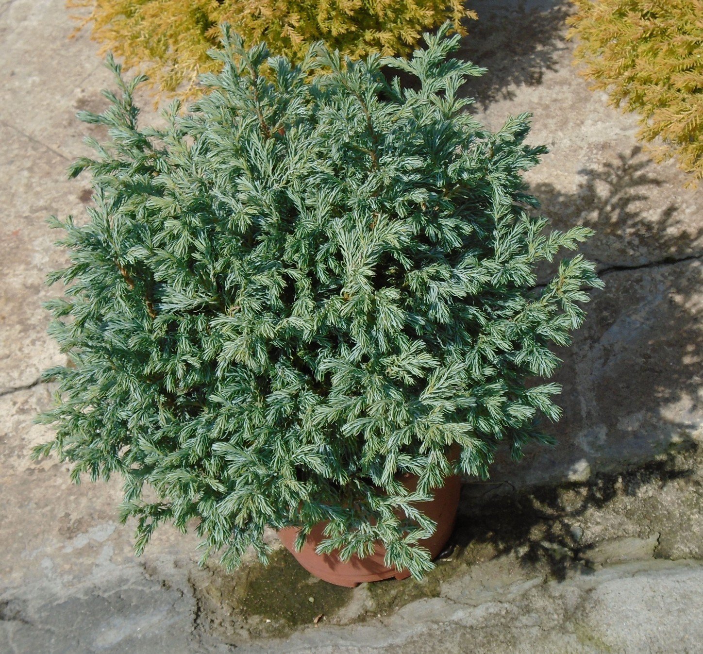 Лъжекипарис Булевард (Chamaecyparis pisifera Boulevard) - Image 3