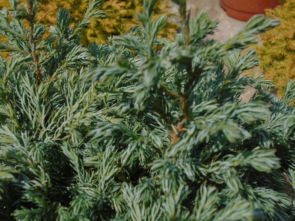 Лъжекипарис Булевард (Chamaecyparis pisifera Boulevard) - Image 4