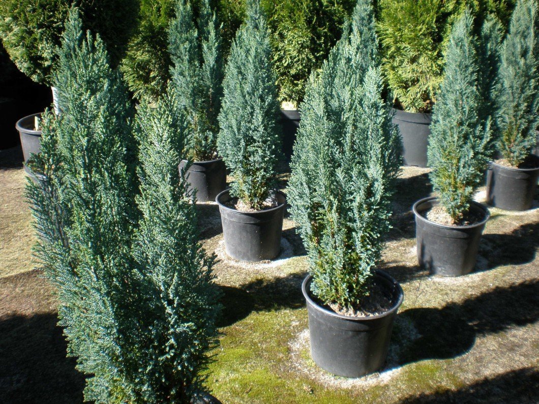 Лавзонов лъжекипарис Елводи (Chamaecyparis Lawsoniana Elwoodii) - Image 3