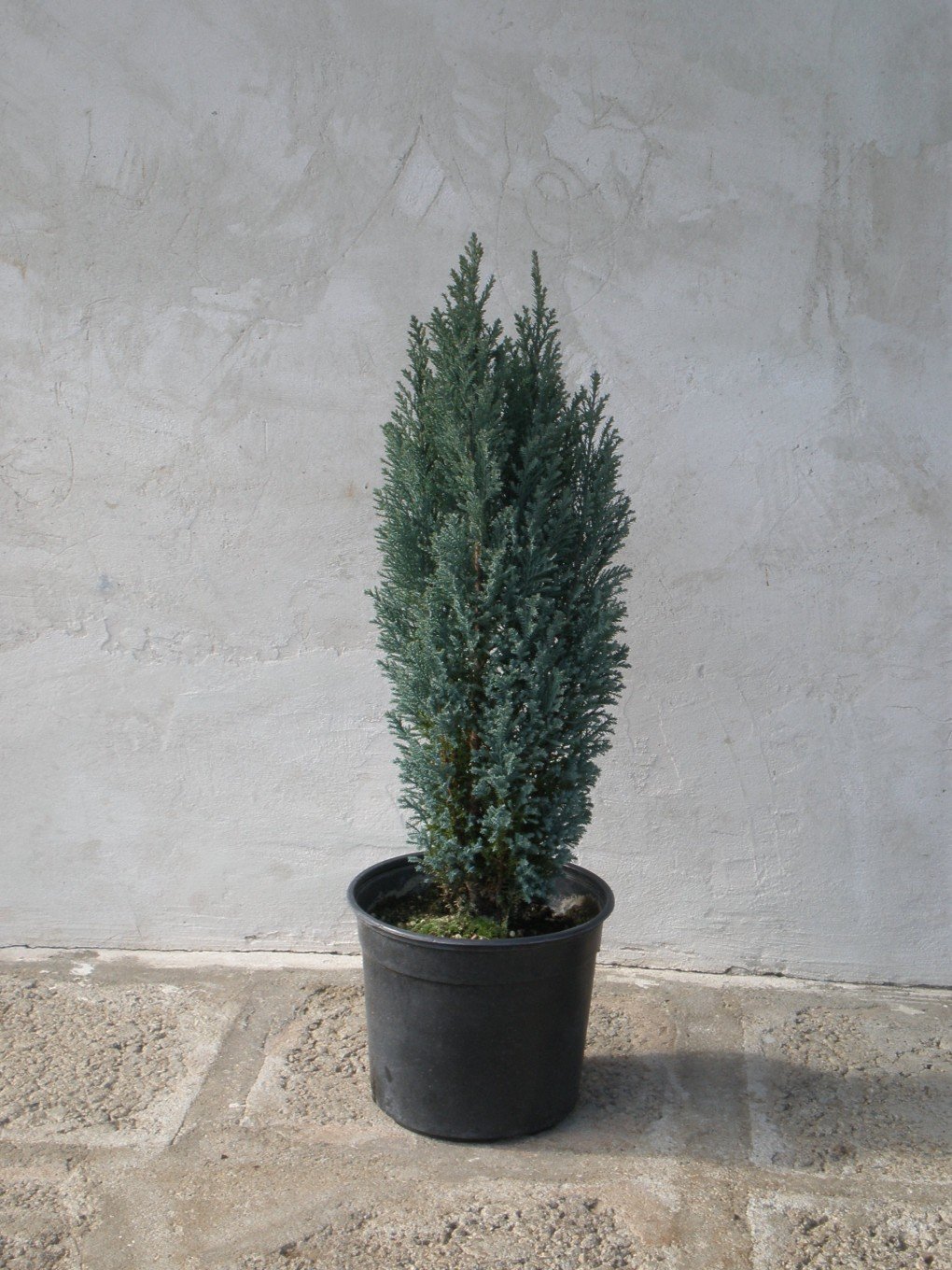 Лавзонов лъжекипарис Елводи (Chamaecyparis Lawsoniana Elwoodii) - Image 2