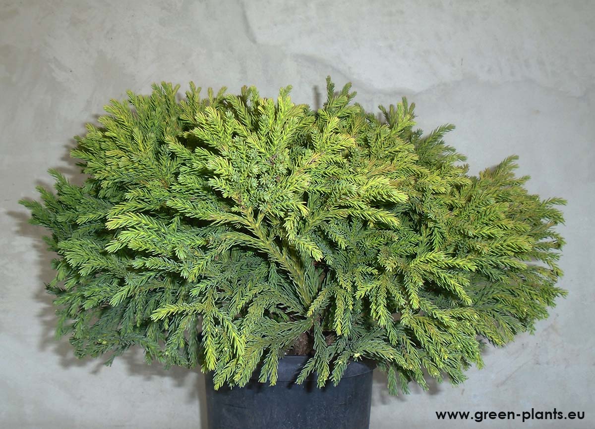 Криптомерия Globosa Nana (Cryptomeria japonica Globosa Nana)