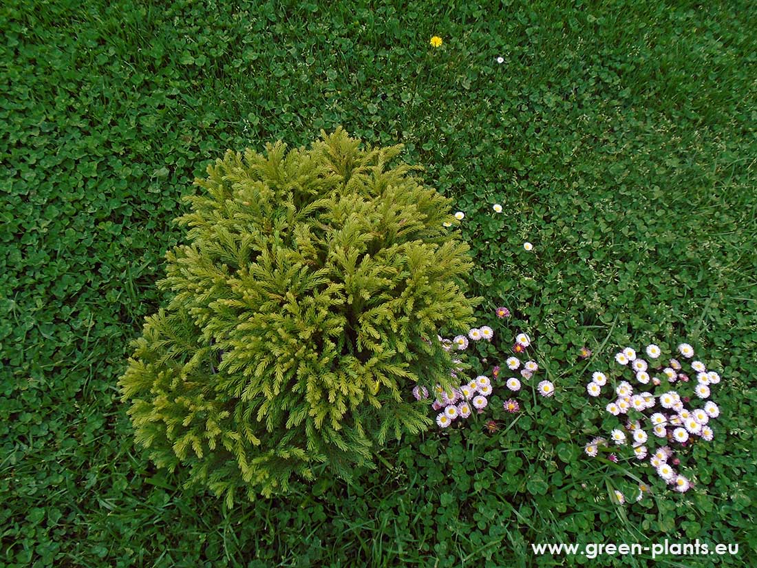 Криптомерия Globosa Nana (Cryptomeria japonica Globosa Nana) - Image 2
