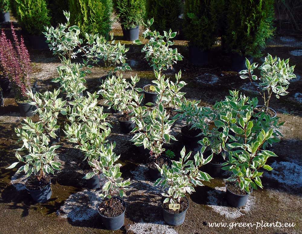 Дрян бял Елегантисима (Cornus alba Elegantissima) - Image 3