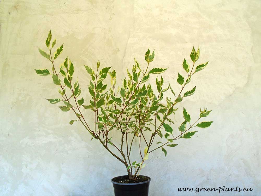 Дрян бял Елегантисима (Cornus alba Elegantissima)