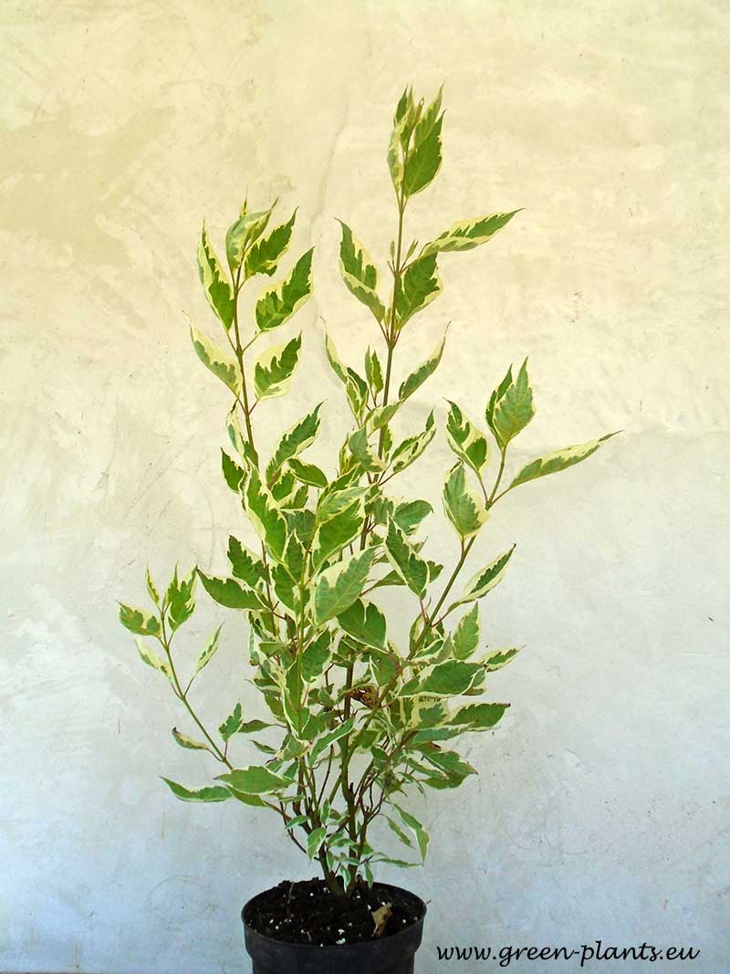 Дрян бял Елегантисима (Cornus alba Elegantissima) - Image 2