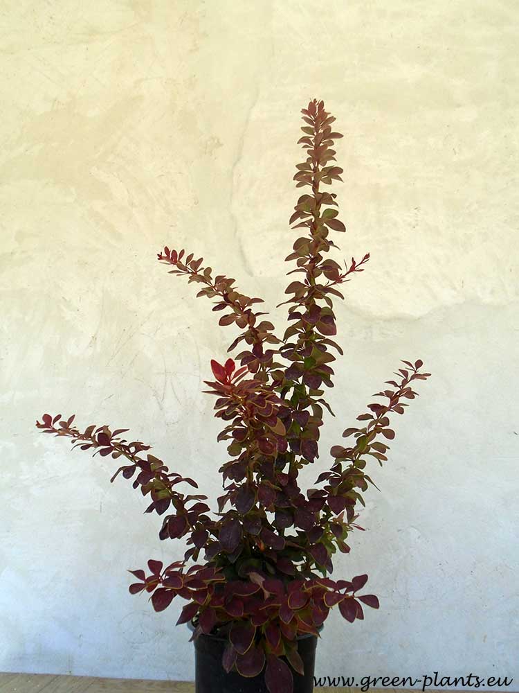 Кисел трън Golden ring (Berberis th. Golden ring)