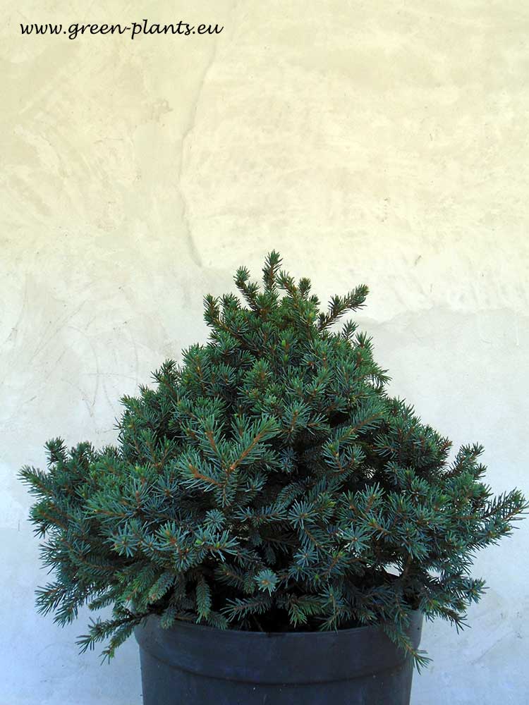 Смърч Echiniformis (Picea glauca Echiniformis)