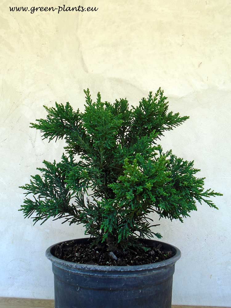 Криптомерия Кристата (Cryptomeria jap. Cristata)