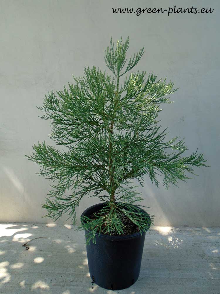 Секвоя (Sequoia semprevirens)