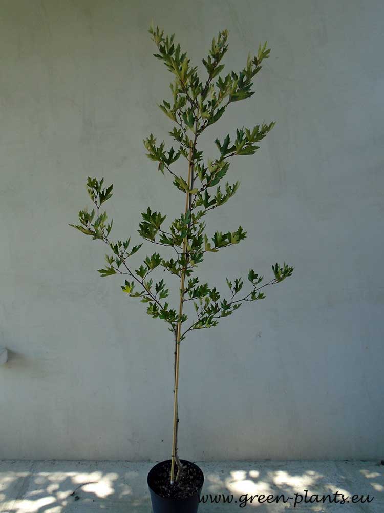 Чинар/Платан (Platanus occidentalis)