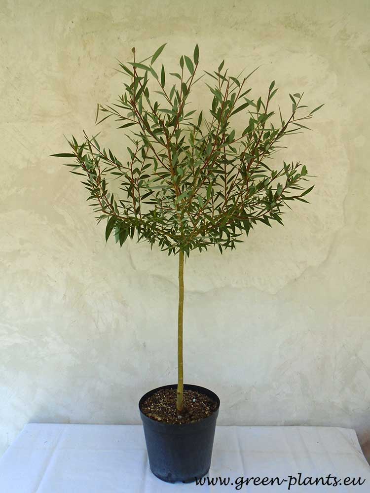Плачеща върба (Salix babylonica)